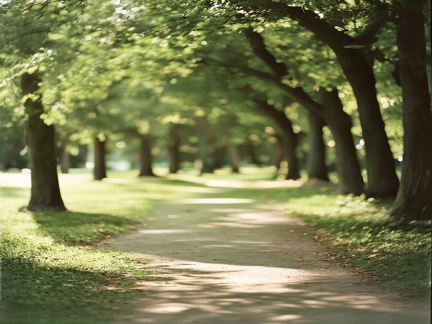 Scenic walking path Park pathway with trees and dappled sunlight